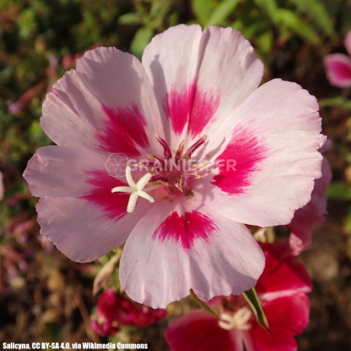 Satin flower, Clarkia, Godetia grandiflora mixes image